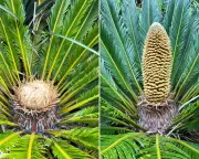 Cycads Heat Up for Sex: Ancient Plants' Ingenious Beetle Attraction