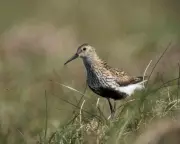 Drone Survey Reveals Dunlin Breeding Success in Cumbrian Pennines