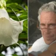 Epstein's Chilling Fascination with Toxic 'Angel's Trumpet' Zombie Plant Revealed