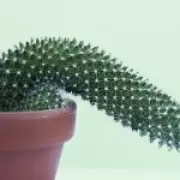 Erectile Dysfunction: When to See a Doctor and How to Strengthen Erections