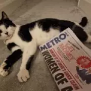 Famous Station Cat George Stolen from West Wickham, Found Safe After Search
