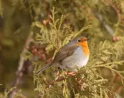First European Robin in Canada Draws Birdwatchers to Montréal