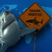 Global Shark Attack Map Reveals 2025 Hotspots and Safety Insights