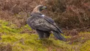Golden Eagle Shot in Scottish Borders: Police Probe Wildlife Crime