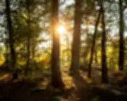 Guardian View: Biodiversity Collapse Risks Demand Immediate Action