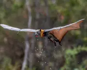 Heatwave Decimates Flying Fox Colonies Across Australia
