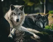Historic Gray Wolf Sighting in Los Angeles County After Century Absence