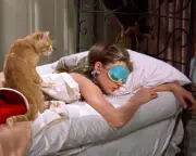 Hollywood's Feline Star: The Legacy of Orangey the Movie Cat