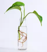 Houseplant Hacks: Does Candle Wax Help Propagate Cuttings?