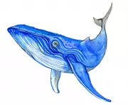 Kids' Quiz: Are Blue Whales Blue? Test Your Animal Knowledge