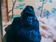 Kyiv Zoo's Lone Gorilla Toni Endures War Winter with Stoves and Generators