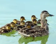 Letters: Duckingham Palace, Family Train Travel & Apostrophe Confusion