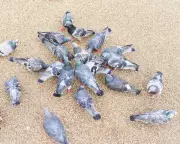 London's Pigeon Problem: Experts Say Control Feeders, Not Birds