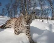 Lynx Reintroduction in Scotland: Can Rewilders Win Over Skeptical Highlanders?