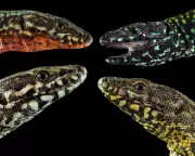 New Lizard Morph Threatens Ancient Italian Species' Color Diversity