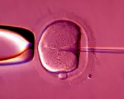 NHS IVF Postcode Lottery: 70% of England Offers Just One Cycle
