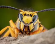 Polling Insights: How Insect Disapproval Ratings Mirror US Midterm Politics