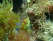 Rare Braun's Wrasse Fish Discovered in Western Australia Kelp Forests