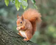 Red Squirrel Habitat Protection Lags Behind Conservation Efforts in UK