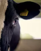 Robots Routed by Cattle on First Day of High-Tech Dairy Farming Trial