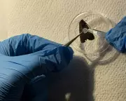 Scientists Track 10,000 Bogong Moths Using Eyelash Glue and Confetti Tags