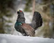 Scotland's Rare Capercaillie Shows Small Signs of Recovery Amid Conservation Efforts