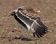 Serbia's Imperial Eagles Stage Remarkable Recovery from Near Extinction
