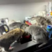 Shoreditch Woman Banned from Keeping Animals After 23 Pets Found in Squalid Flat