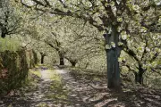 Spain's Sakura: The Stunning Cherry Blossom Spectacle in Jerte Valley