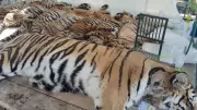 Thai Tiger Deaths: Virus Kills 72, Vet Calls for Origin Probe