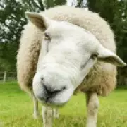 Two Students Jailed for Sadistic Lamb Killing with Fireworks