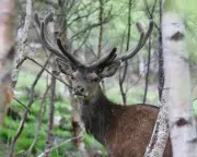 UK Government Eases Deer Culling Rules to Protect England's Woodlands