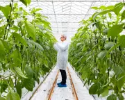 UK Indoor Growers Warn of 'Ticking Timebomb' from Energy Standing Charge Hike