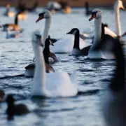 Uxbridge Swan Killing Sparks Outcry as Wildlife Crime Surges in London