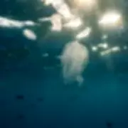 Venice's Waters Invaded by Cannibal Jellyfish, Threatening Ecosystem