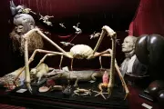 Viktor Wynd Museum: London's Weirdest Attraction of Bones & Taxidermy