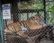 Virus Outbreak Kills 72 Captive Tigers in Thailand, Officials Scramble to Contain Spread