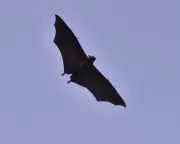 WHO Confirms Nipah Virus Fatality in Bangladesh, Heightening Surveillance