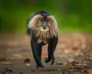 Wildlife Photographer of the Year People's Choice 2026: Vote for Your Favourite Image