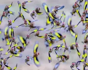 Wildlife Photography Roundup: Cuddling Sloths, Dazed Iguanas and a Very Fat Seal