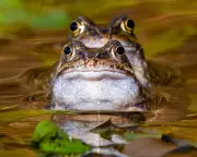 Wildlife Rescue Highlights: Dolphins, White Whale, and Rare Kakapo Chick