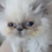 Woman Banned from Keeping Pets After 21 Cats, Dog and Python Found in Filthy Hoxton Flat