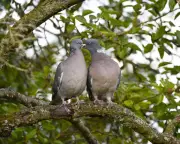 Wood Pigeon Courtship: A Bridgerton-Style Ritual in Norfolk Farmyards