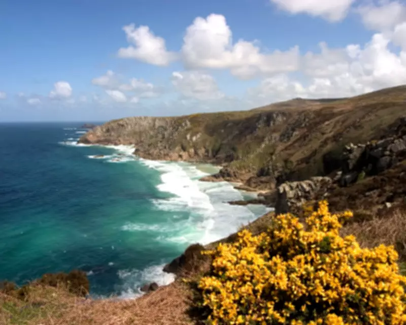1951 Cornwall Diary: Gorse Blooms Gold Amid Lingering Winter's Grip