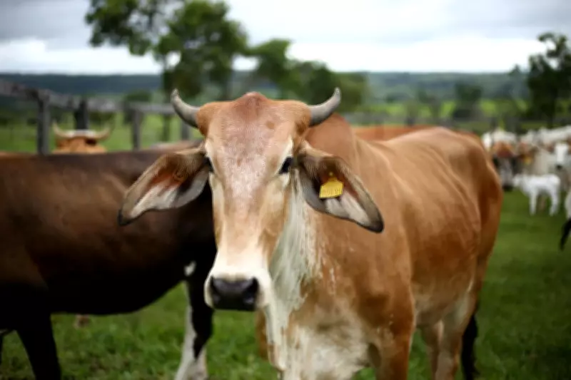 AI Livestock Startup Halter Nears $2B Valuation in Farming Tech Boom