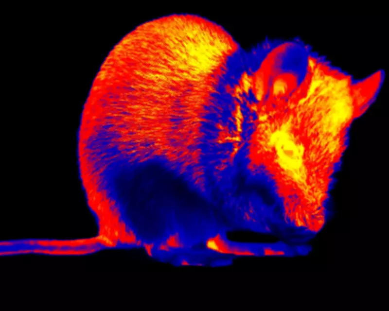 AI Reconstructs Mouse Vision from Brain Activity, Revealing Animal Perceptions