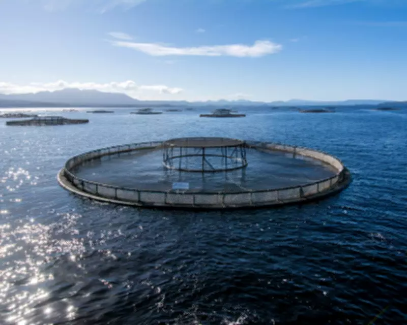 Albanese Government Ignored Environmental Advice on Tasmanian Salmon Farming