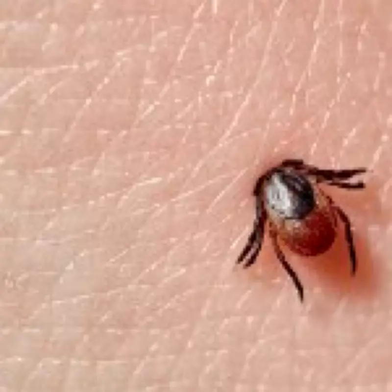 Alpha-Gal Syndrome: The Rising Threat of Tick-Borne Meat Allergy