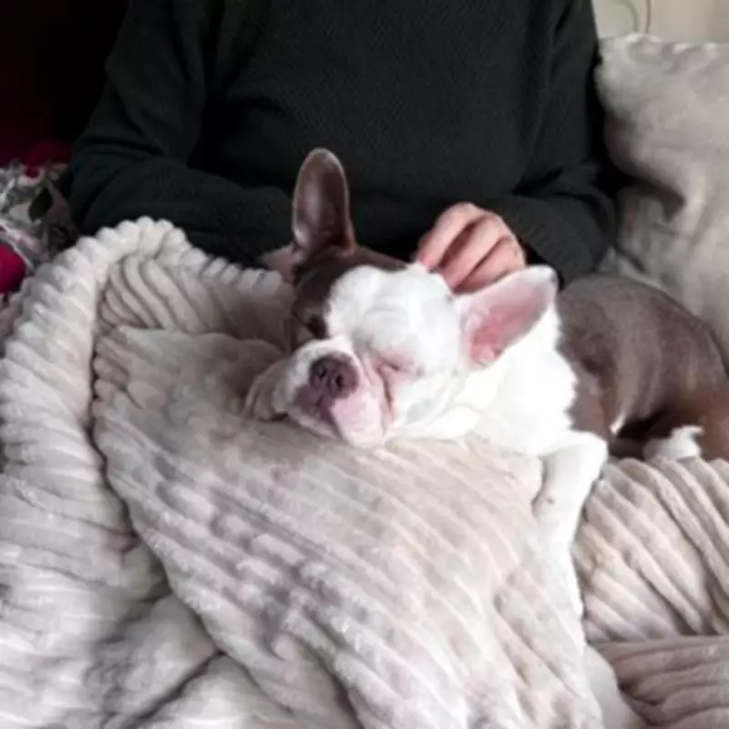 Amazon Heated Throw Review: A Life-Changing Comfort Essential