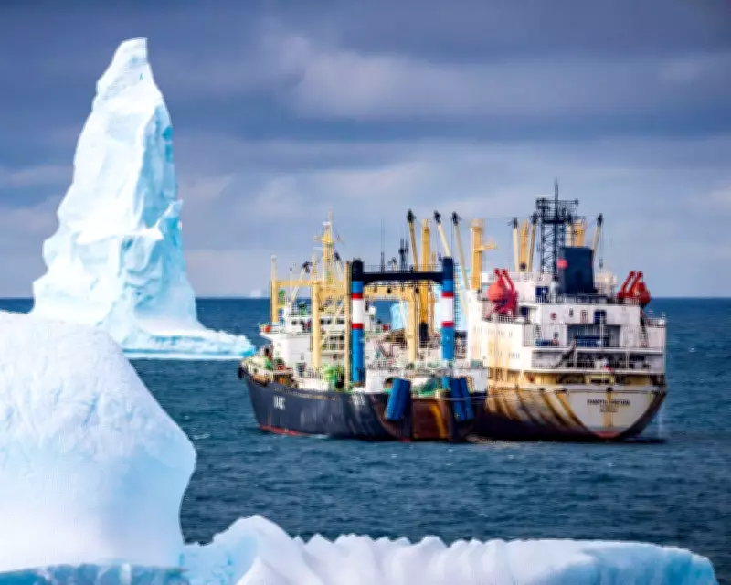 Antarctic Whale Recovery Threatened by Industrial Krill Fishing Industry